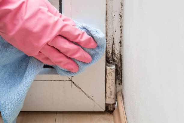 Mold Remediation for Rental Properties in Meridian Village, CO